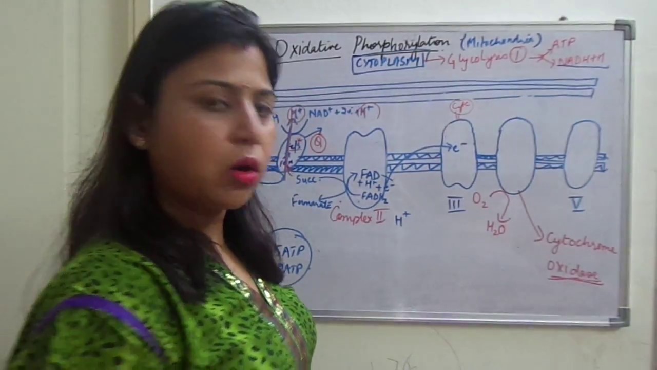 Oxidative Phosphorylation In Mitochondria Or Electron Transport Chain (etc)