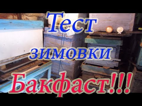 КАК ЗИМУЕТ БАКФАСТ; В ЗИМОВНИКЕ УБЫЛ НА 11,4 КГ🔥🔥🔥
