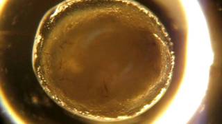 Slug egg, two day before hatching