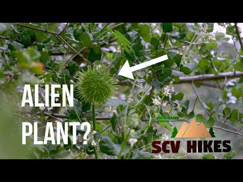 Wild Cucumber - SCV Field Guide - SCV Hikes