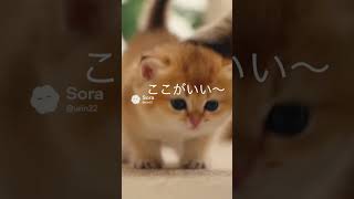 子猫「ここでうんちする」→先住猫がトイレに誘導する奇跡【猫あるある】AIアニメ