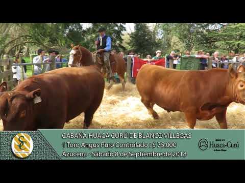 08-09-18 Venta de Toros Angus y Hereford PP, PC y PR - Cabaña Huaca Curú - Azucena (Tandil)
