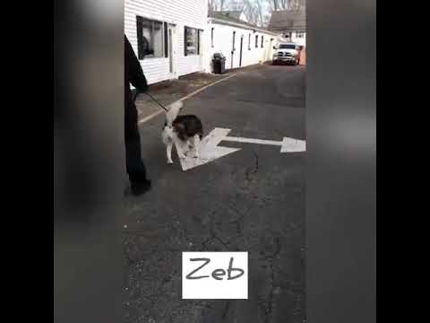 Zeb, an adopted Siberian Husky in Danbury, CT_image-1