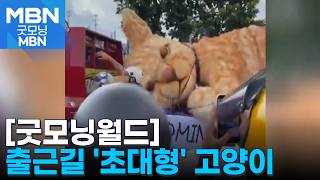 [굿모닝월드] 출근길 만난 초대형 고양이 [굿모닝 MBN]