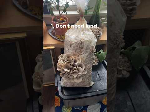 Why we think oyster mushrooms are a great beginner crop! #growyourownfood #gardenharvest