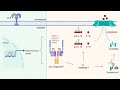 The Inflammasome