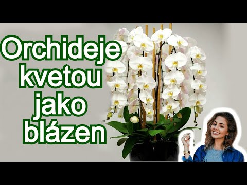 , title : 'Vaše orchidej kvetou po celý rok. 7 tipů na péči o orchidej, které byste měli vědět'