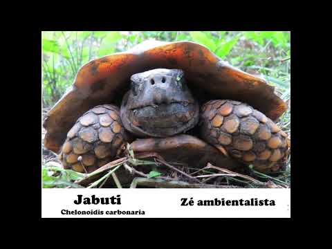 Um pouco da fauna de Cabixi, Rondônia por Zé ambientalista #pescaria #pesca #cavalo