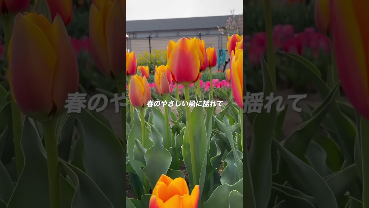 チューリップ祭りが始まりました🌷 #六甲アイランド #シニアvlog