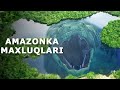 Nega Amazon Daryosi Maxluqlarni Yaratadi