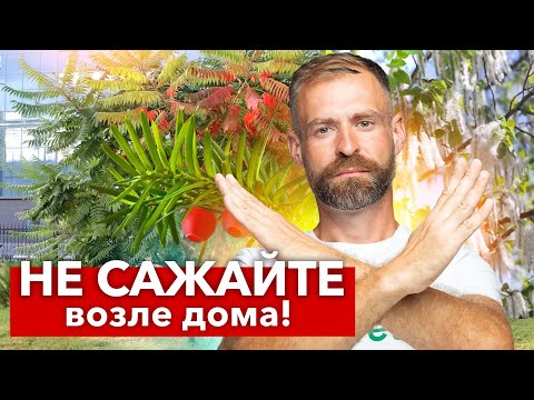 КАКИЕ ДЕРЕВЬЯ НЕЛЬЗЯ САЖАТЬ РЯДОМ С ДОМОМ? 7 деревьев, от которых лучше избавиться и не высаживать