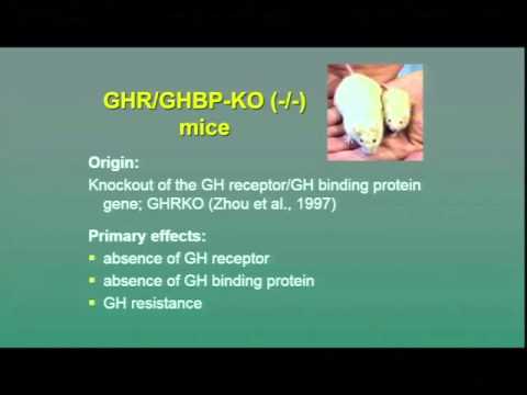 Growth Hormone and Aging; What Have We Learned? - Andrzej Bartke, PhD