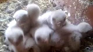 The falcons are 8 days old