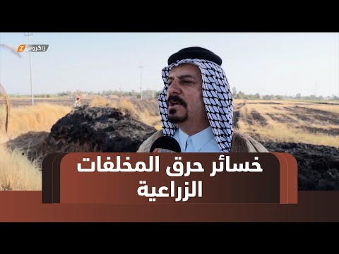 فيديو | النجف.. حرق المخلفات الزراعية يحول موسم الحصاد إلى خسائر بسبب الإهمال