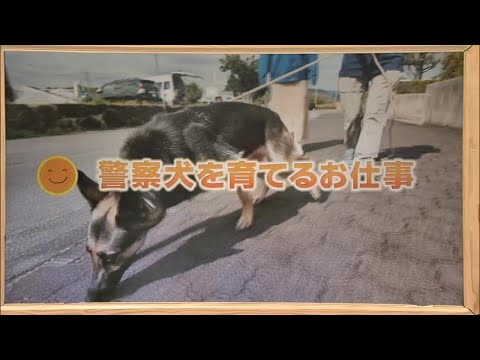 2025年11月1日(土)放送 「クローズアップみやざき 警察犬を育てるお仕事」