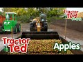 Lets Look at Apples 🍎 | Tractor Ted Shorts | Tractor Ted Official Channel