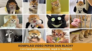 Download lagu Kompilasi 17 Video Terlucu Pepew Dan Blacky Yang Wajib Di Tonton! mp3 Download lagu Kompilasi 17 Video Terlucu Pepew Dan Blacky Yang Wajib Di Tonton! mp3