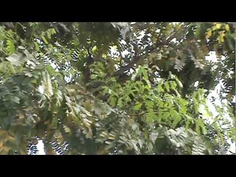 download lagu mp3 mp4 Pau Brasil Tree, download lagu Pau Brasil Tree gratis, unduh video klip Pau Brasil Tree