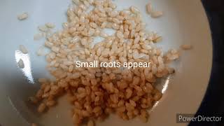 Germinated brown rice 発芽玄米