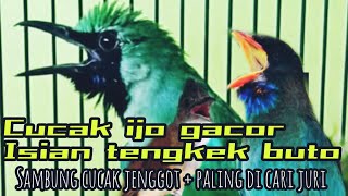 Download lagu Masteran CUCAK IJO Tembakan TENGKEK BUTO sambung KAPAS TEMBAK paling ampuh mp3 Download lagu Masteran CUCAK IJO Tembakan TENGKEK BUTO sambung KAPAS TEMBAK paling ampuh mp3