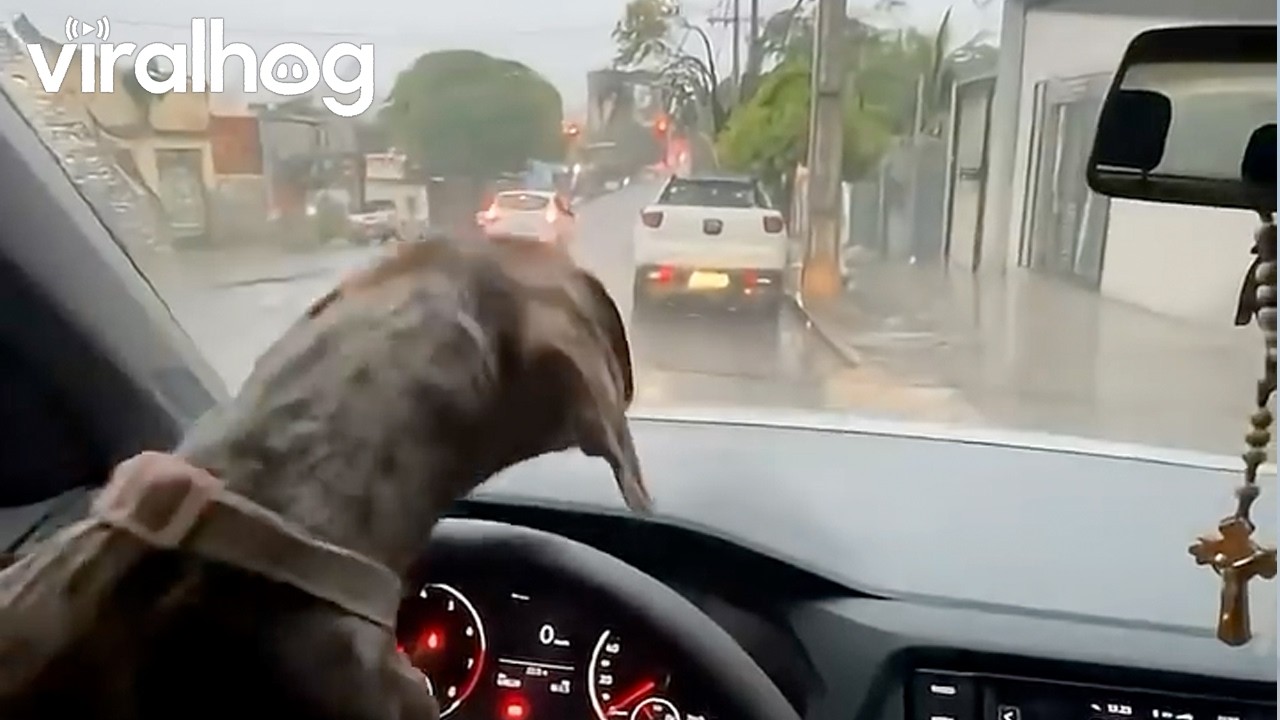 Dog Trying to Catch the Windshield Wiper || ViralHog