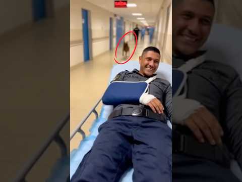Cão Policial (K9) entra no hospital e visita seu parceiro de trabalho