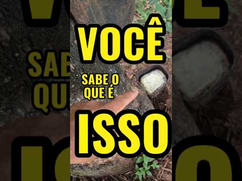 Cultivo de seringueira em Palestina São Paulo #siringueira #latex #borracha #agro #agricultura