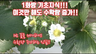 1화방 관리 방법이 있다??? 다수확 고품질의 딸기를 원해??? 영양제만 쓰지말고!! 기본 재배 기술를 배워…