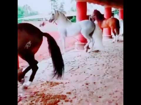 Beautiful horses mashallah