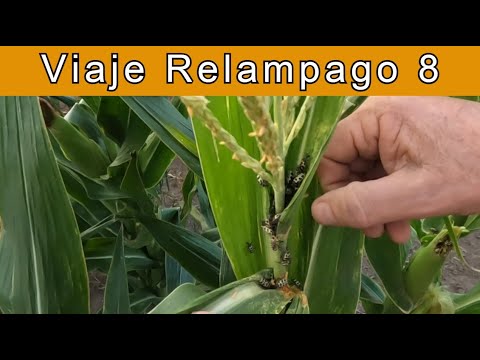 Rural Tasks and the 7th of Gold