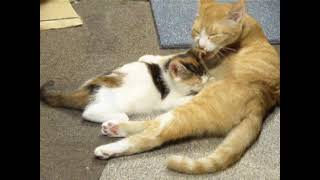 アレックスとミーちゃんとシャロン