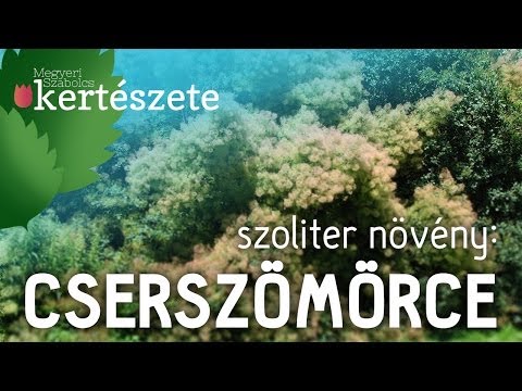 Szoliter növény: Cotinus coggygria - Cserszömörce - Megyeri Kertészet Szeged