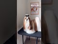 SHIHTZU Shihtzu Cutedog Puppy Doglover Smalldogbreed Newshorts