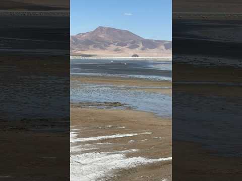 Salar del Huasco #tarapacá #iquique #chile #salar #pica #altiplano