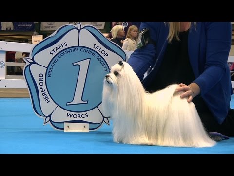 download lagu mp3 mp4 Midland Counties Dog Show, download lagu Midland Counties Dog Show gratis, unduh video klip Midland Counties Dog Show