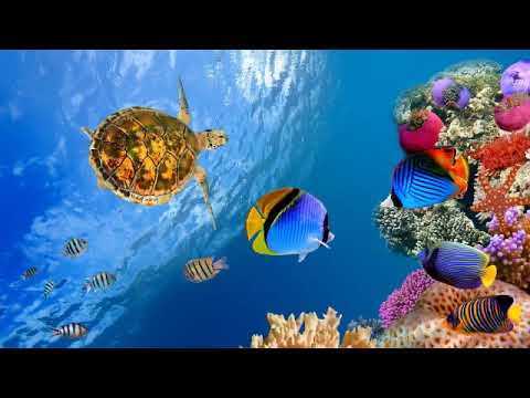 William Orbit - Ravel's Pavane Pour Une Infante Dunte (Samuelzone Remix)