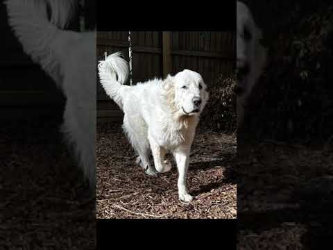Estelle, an adoptable Great Pyrenees in Spring, TX_image-1