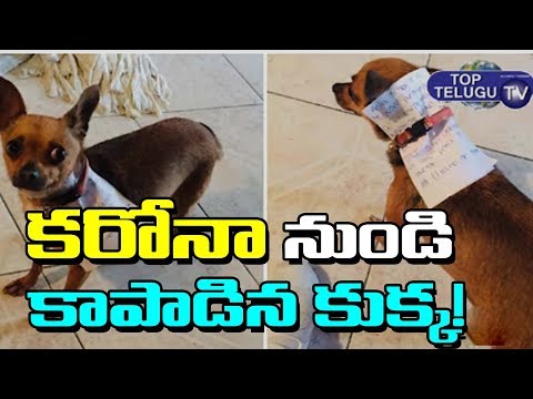 కరోనా నుండి కాపాడిన కుక్క ! | Mexico Dog Service Against Present Issue | Lockdown | Top Telugu TV