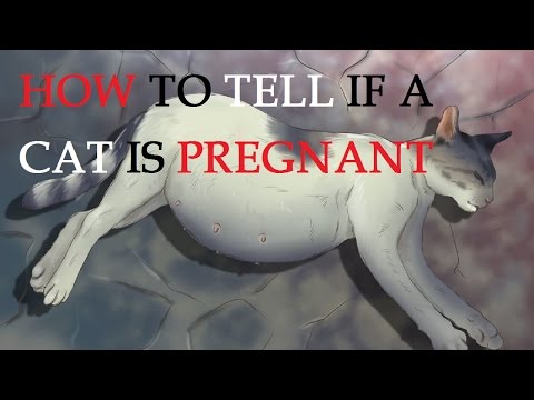 How to Tell if a Cat is Pregnant