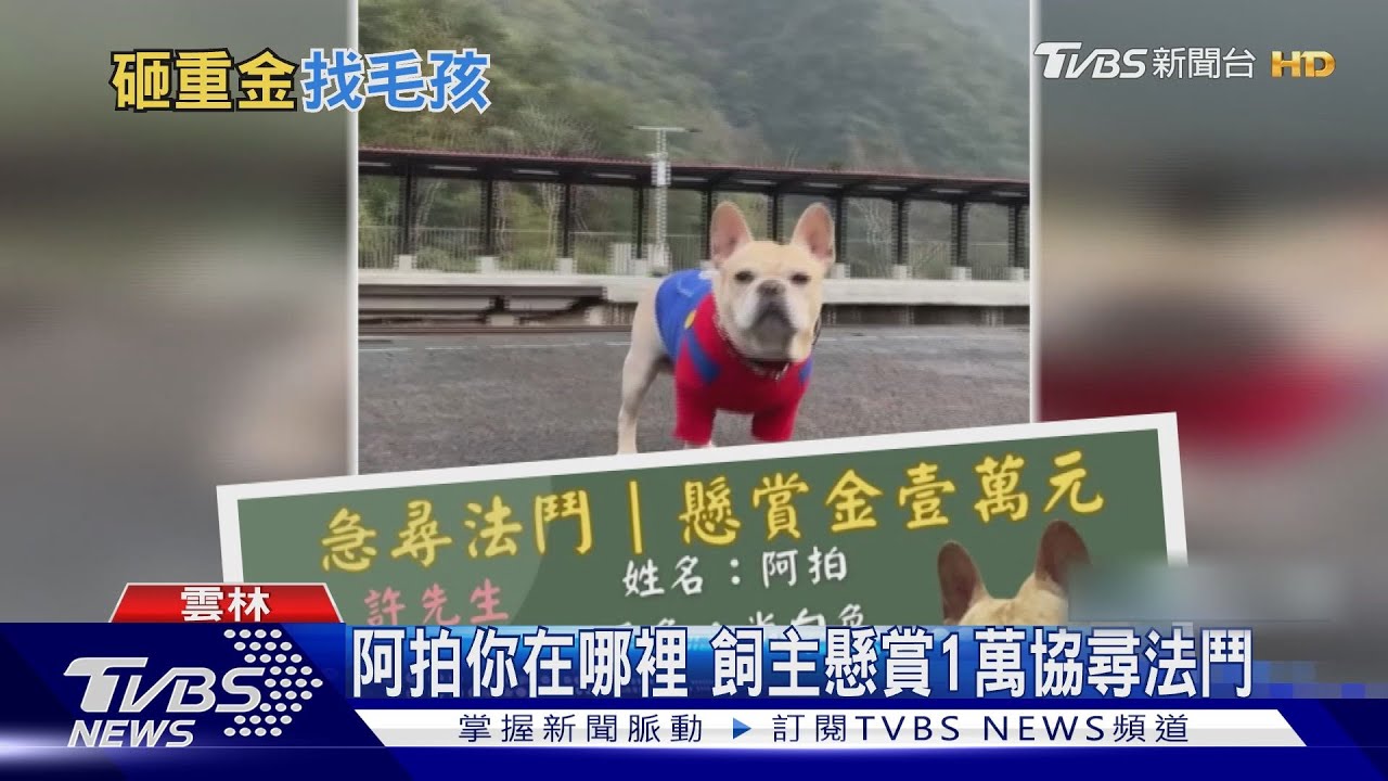阿拍你在哪裡 飼主懸賞1萬協尋法鬥