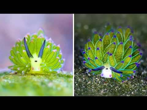 Leaf Sheep ✨ This Ocean CUTIE Is Real!