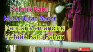 Download lagu Pancingan dan Panggilan Gelatik Batu Muda || Pendongkrak Birahi mp3