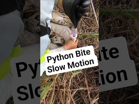 Python BITE! #python #snake #shorts #wildlife #nature #dangerous #herping #crazy #florida #bite