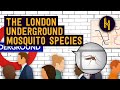 Why There S A Unique Mosquito Species In The London Underground