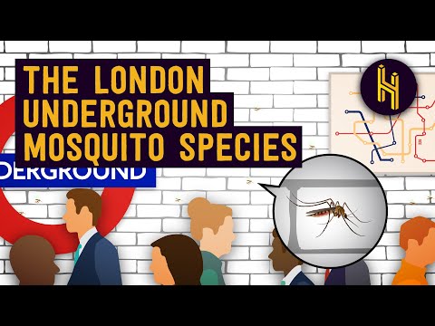 Why The London Underground Has Its Own One-Of-A-Kind Mosquito Species