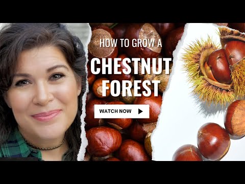 Discover the Benefits of Planting a Chestnut Tree