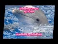 Fse Delfiny v Uragan by DJ Slon 