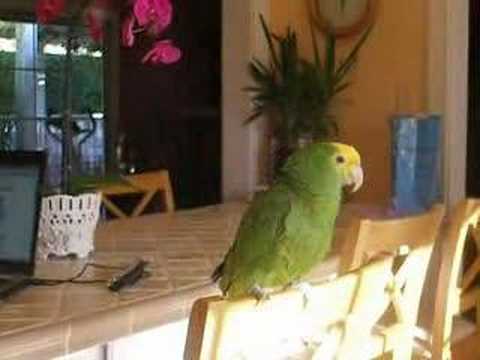 Cosmo The Parrot - Low (Flo Rida)