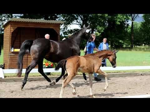 Nr. 16 Stute von Fürst Belissaro-Dancier-Karon