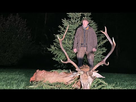 Zwei Hirsche auf der Strecke - Bestes Brunftwetter in Masuren